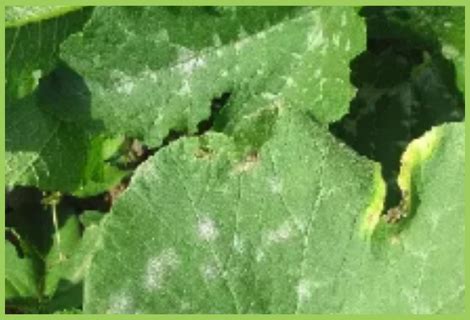 Ridge Gourd Powdery Mildew | Ridge Gourd Disease | Symptoms & Control ...
