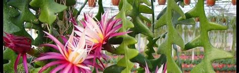Gachwala Fish Bone Cactus (Epiphyllum anguliger), Multicolour Pink ...