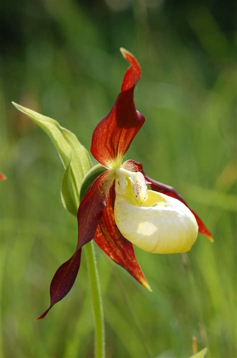 This British Orchid Is Under Guard in a Secret Location - Atlas Obscura