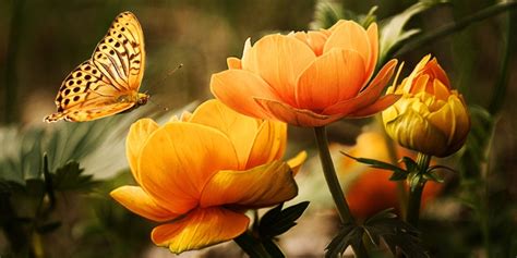 Image result for Bug or Insect