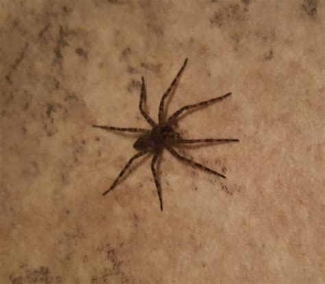 Dolomedes (Fishing Spiders) in Clinton, Iowa United States