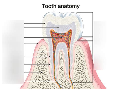 Tooth 的图像结果