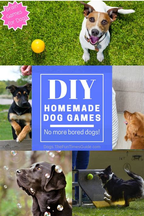 Image result for Homemade Interactive Games for Dogs