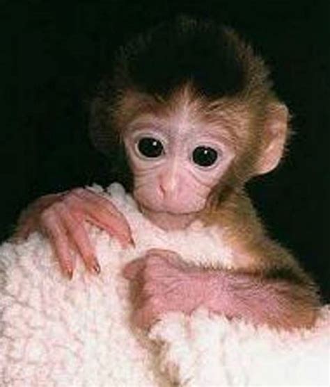 Cloning Examples 的图像结果