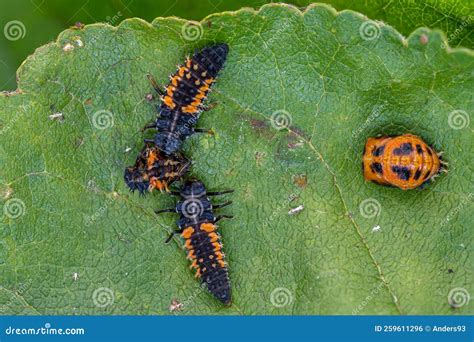 Larva of a Harlequin Ladybug Beetle, Harmonia Axyridis, Eating a Larva ...
