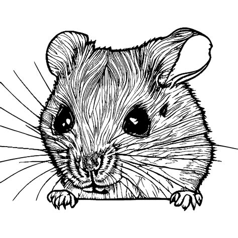 Hamster Coloring Pages