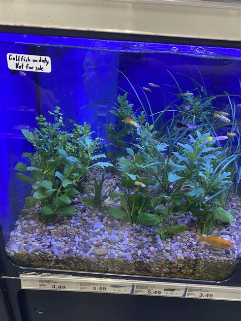 Fml. Chipped my top corner of my tank. Thoughts? : r/Aquariums