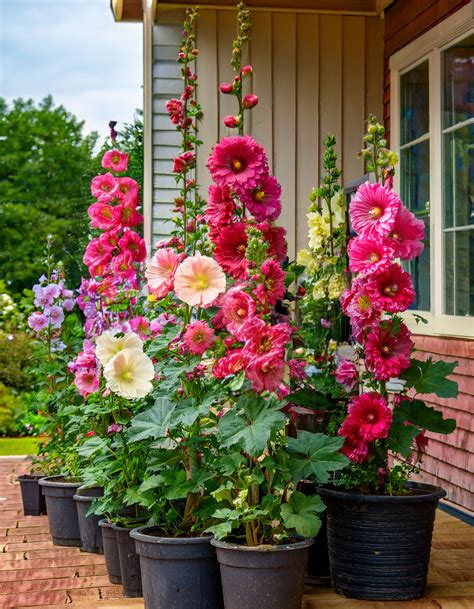 Can You Grow Hollyhocks In Pots