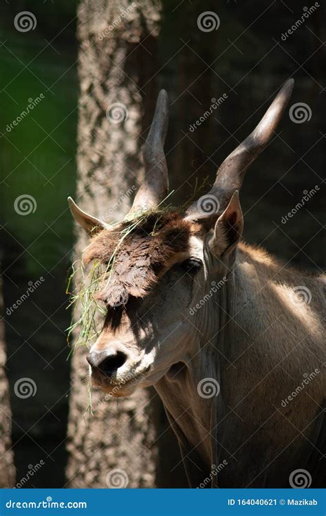 Eland stock image. Image of cape, antelope, mara, nature - 164040621