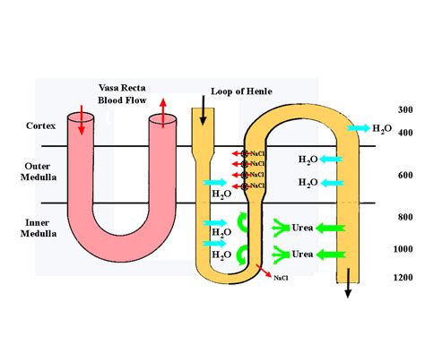 Loop of Henle Function 的图像结果