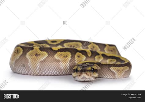 Image result for Python Regius Lesser