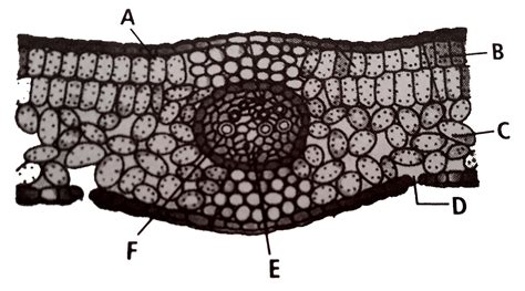 The given figure shows T.S of helianthus leaf with various parts ...