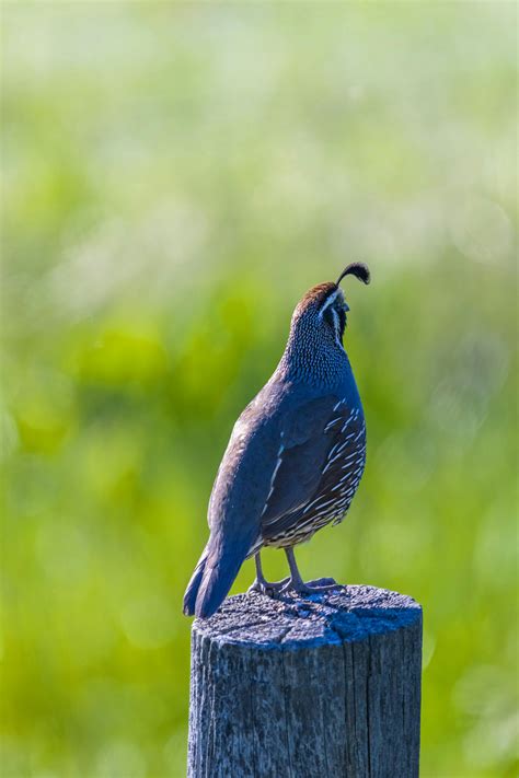 California Quail Photos, Download The BEST Free California Quail Stock Photos & HD Images