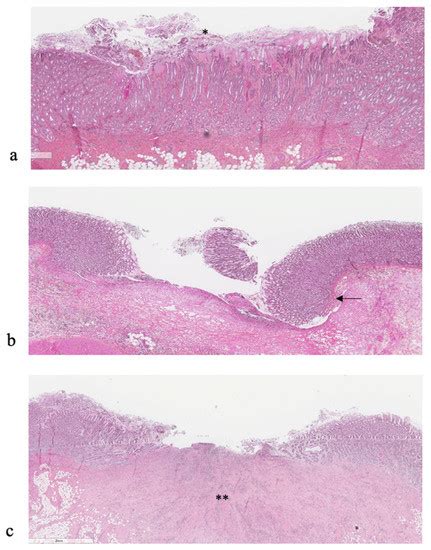 Animals | Special Issue : Advances in Calf Health and Performance