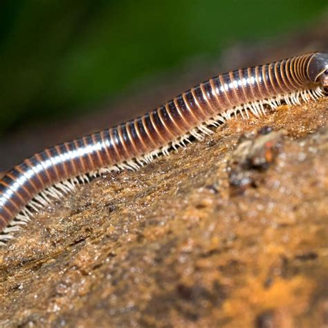 Millipede Bite