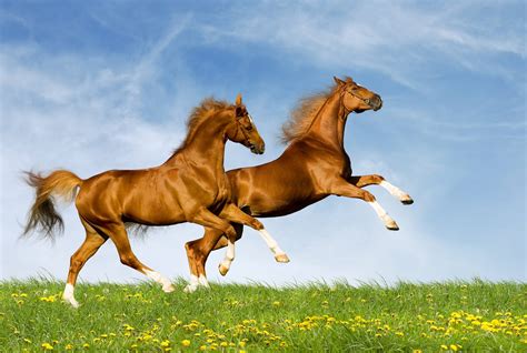 Bing Wallpaper Horses 的图像结果