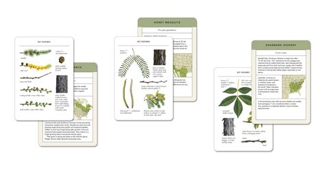 Tree Flashcard 的图像结果