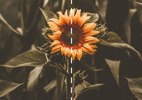 Symetria i wzory w fotografii mobilnej | Polish - Skyvik