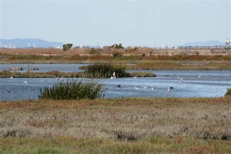 Pictures of Hayward Regional Shoreline