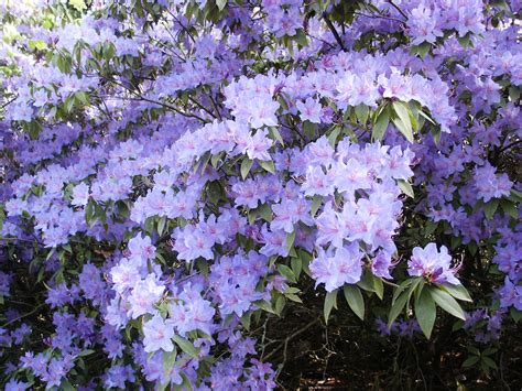 Flowering Shrubs Evergreen - Garden Plant