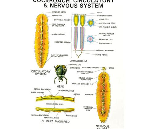 Buy Zoology Series V Models – Educational Animal Models for Lab and Cl