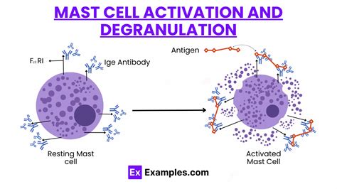 Image result for Mast Cells Explained