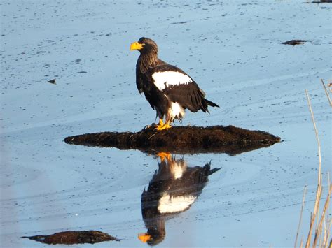Wildlife in Hokkaido – Top 10 Animals to See in Japan
