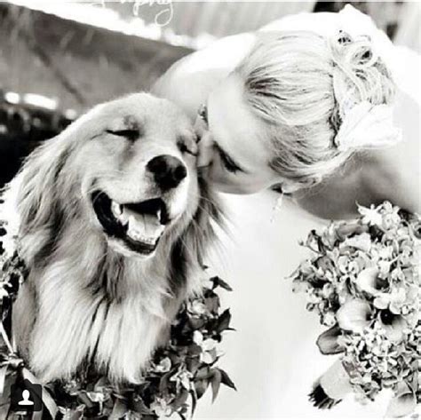 Wedding Bride Dogs 的图像结果