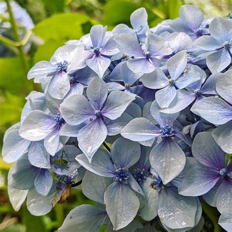 Bigleaf Hydrangea (Hydrangea macrophylla) – Weeds of Melbourne