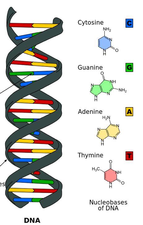 Image result for DNA Microarray Data