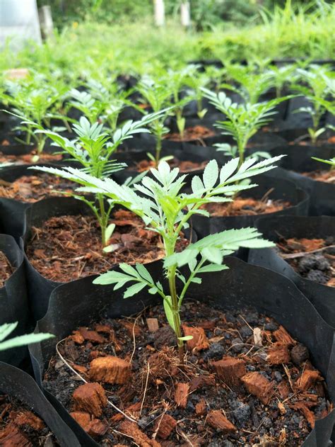 EduFarm by OCS : Search results