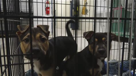 Henry County Humane Society over capacity, needs help | wtol.com