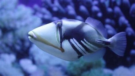 Image result for Python Turtle Trace Image