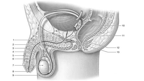 Image result for Male Reproductive Model Label