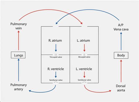 Heart Box Diagram