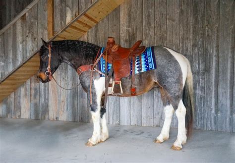 Elvis - 4 year old Draft Cross Gelding - Waverly Sales