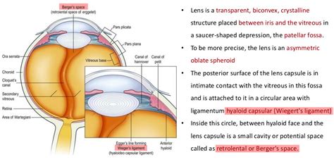 Lens Anatomy - Berger space and Weigert ligament