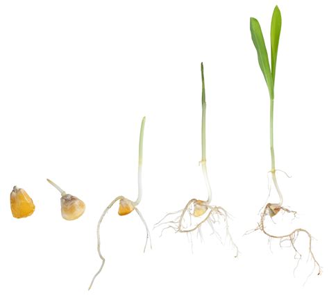 Image result for Seed