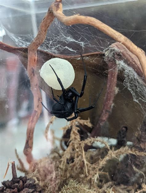 my black widow made an egg sac, any tips? : r/spiders