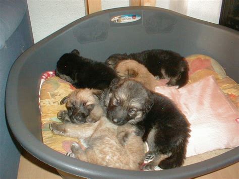 10 bezaubernde Golden Retriever Schäferhund Mix Welpen in Hamburg ...