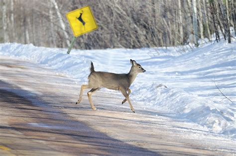 Michigan DNR urges increased antlerless deer hunting