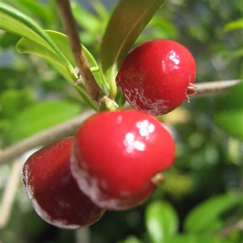 Pitanga-Jambo Fruit Plant (Eugenia Repanda) – veliyathgardens