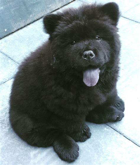 Teacup Chow Chow Price at James Silvers blog