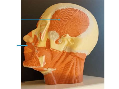 Muscle Head Model Computer Graphics Simulation 的图像结果