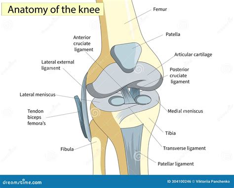 Anatomy. Knee Joint Cross Section Showing the Major Parts Which Made the Knee Joint for Basic ...
