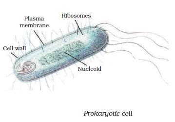 Draw a well labelled diagram of typical prokaryotic cell?