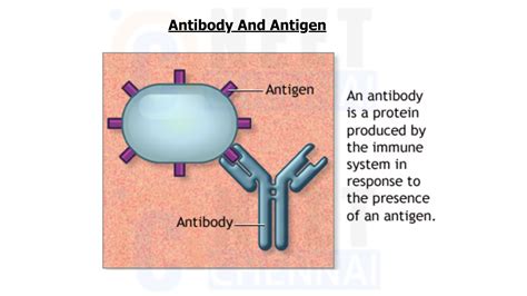 Difference Between Antibody And Antigen - Neet Chennai