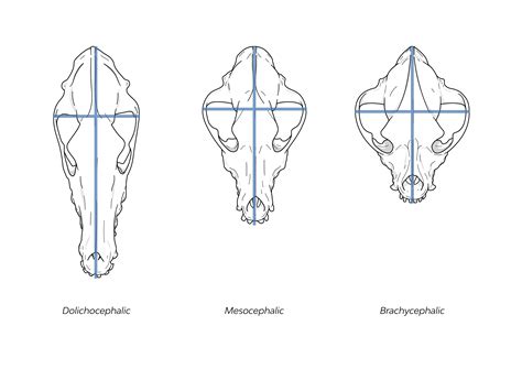 An Introduction To Ethical Breeding Practices. PART 1. - Portable Ultrasound Machines