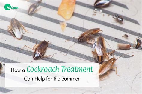HiCare: Best Company for Cockroach Pest Control in Summer – HiCare (A ...