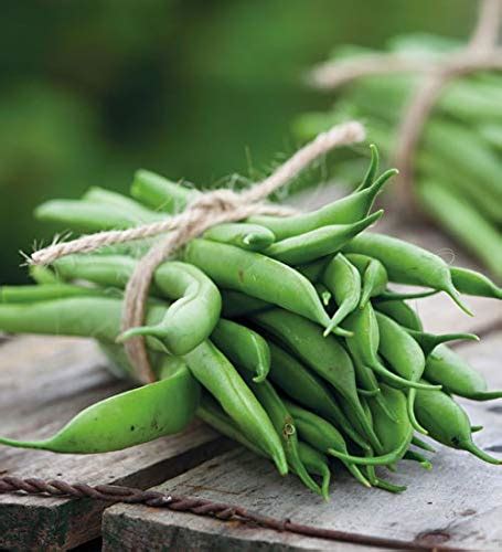 Creative Farmer Vegetable Seeds Phaseolus Vulgaris Seeds - French Bean ...